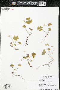 Oxalis acetosella image