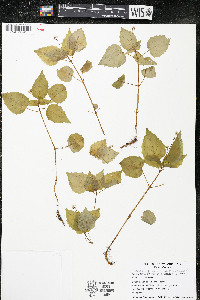 Circaea alpina image