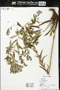 Lithospermum officinale image