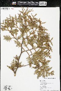 Thuja occidentalis image