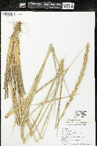 Leymus mollis image