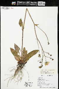 Hieracium vulgatum image