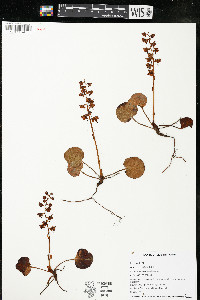 Pyrola asarifolia image