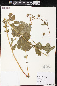 Geum macrophyllum image