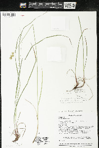 Carex adusta image