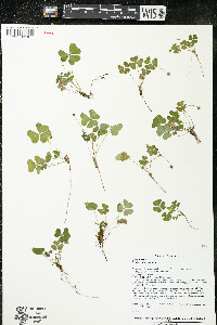 Oxalis montana image