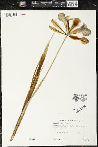 Nemastylis geminiflora image