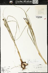 Nemastylis geminiflora image