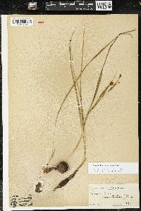 Nemastylis geminiflora image