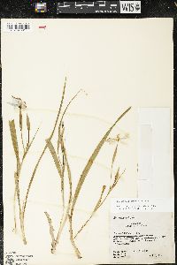 Nemastylis geminiflora image