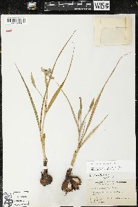 Nemastylis geminiflora image