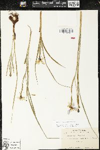 Nemastylis geminiflora image