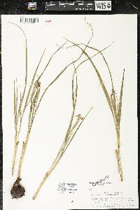 Nemastylis geminiflora image