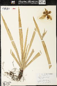 Neomarica gracilis image