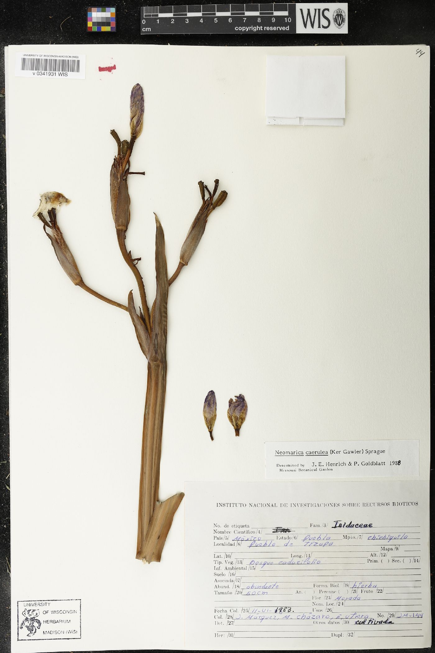 Neomarica caerulea image