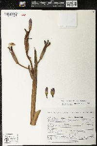 Media resource of Neomarica caerulea