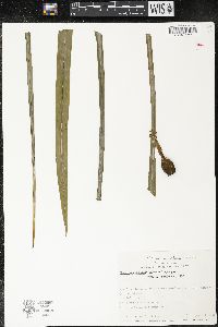 Neomarica gracilis image