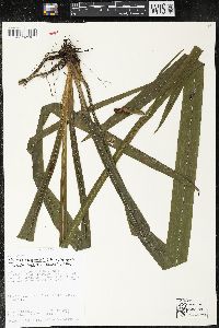 Neomarica gracilis image