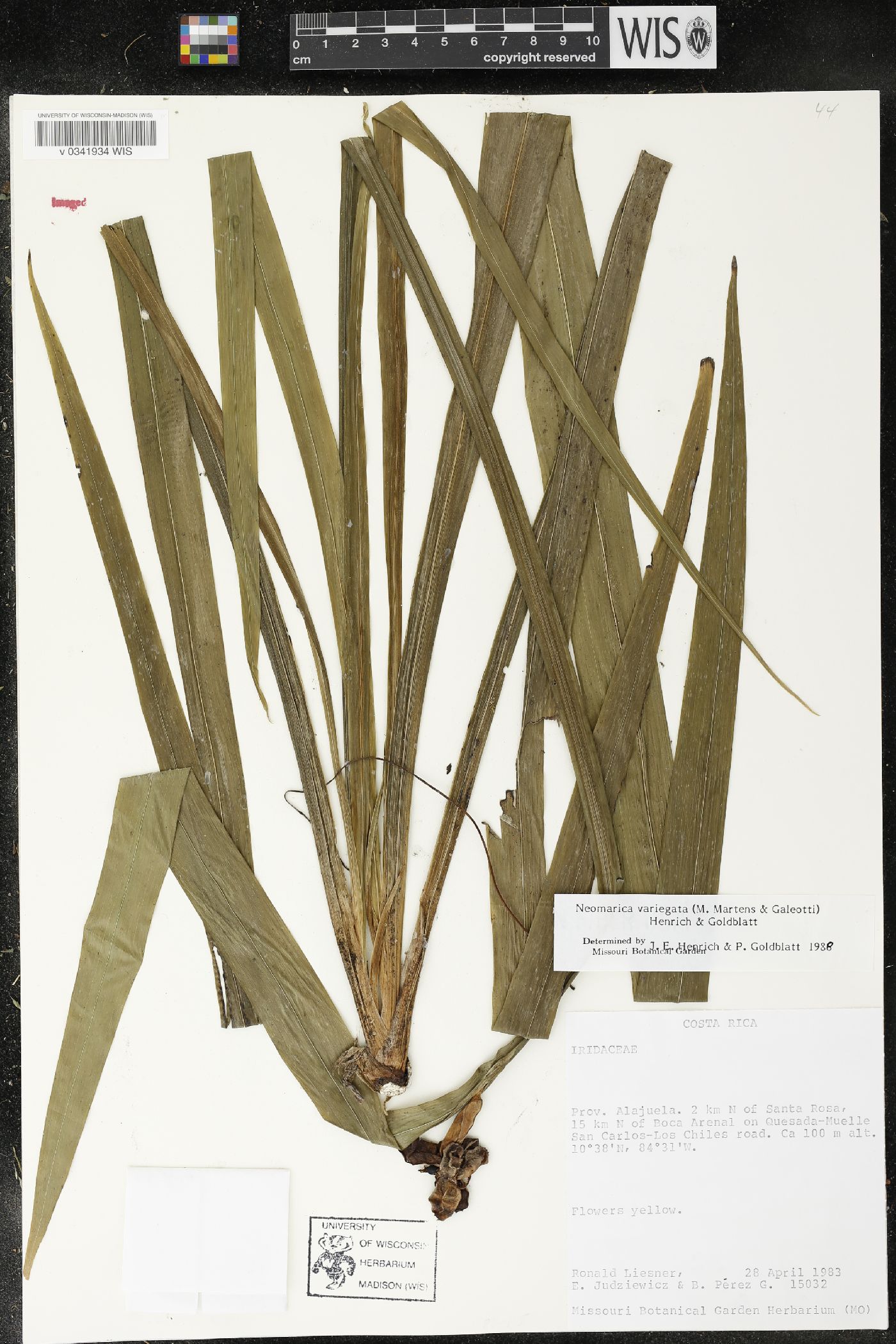 Neomarica gracilis image
