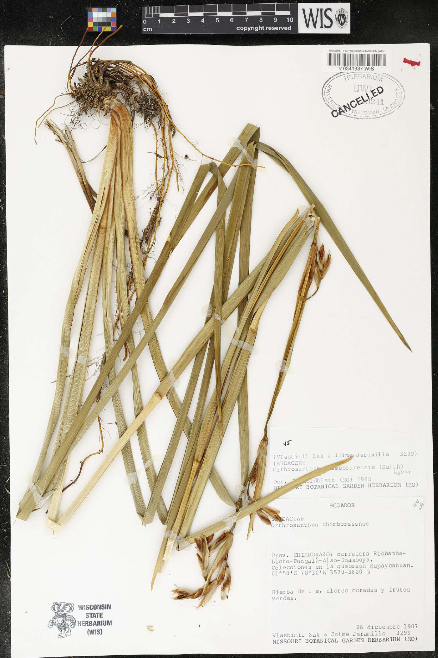 Orthrosanthus image