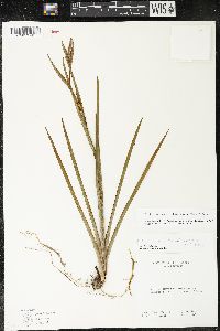 Orthrosanthus chimboracensis image