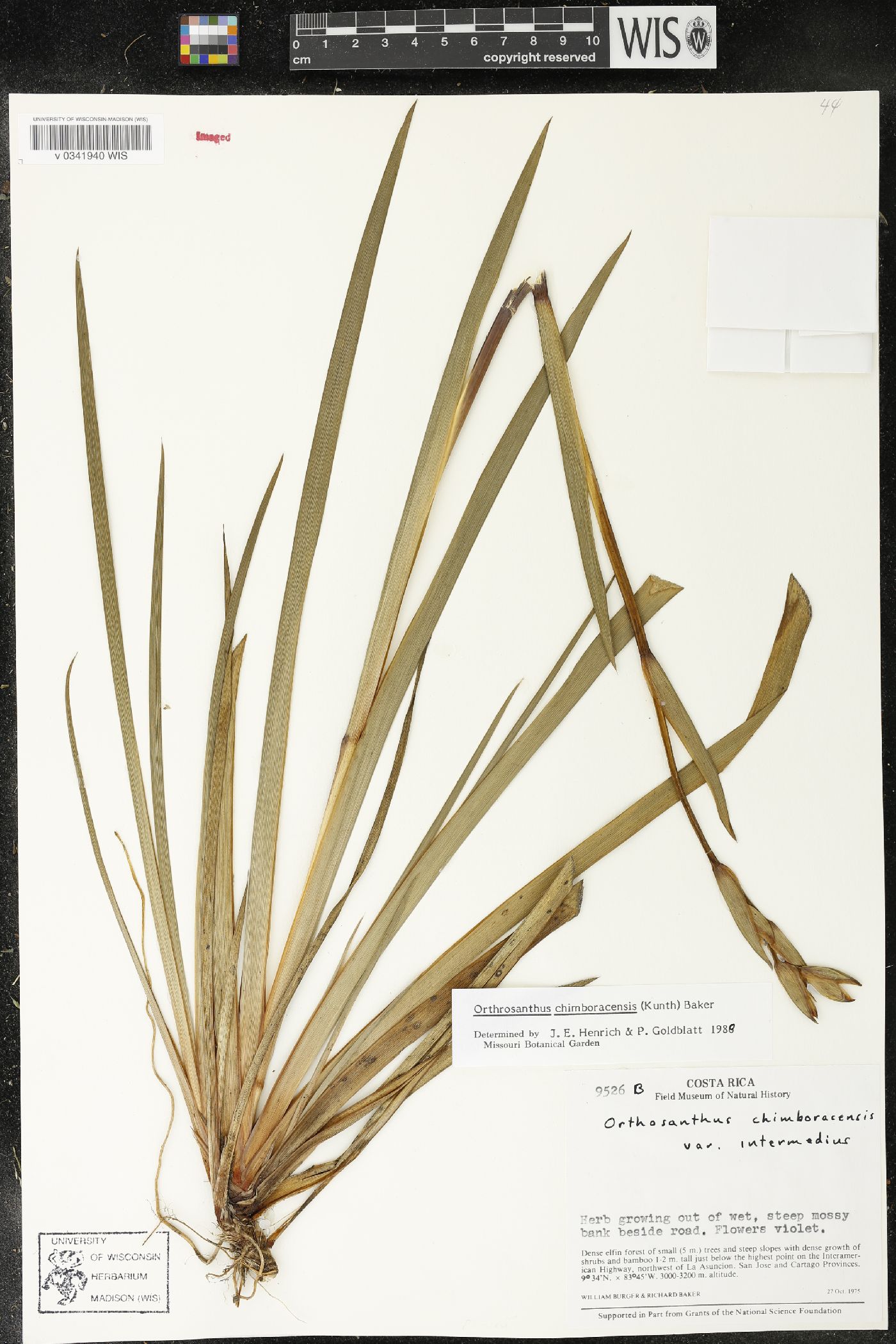 Orthrosanthus chimboracensis image