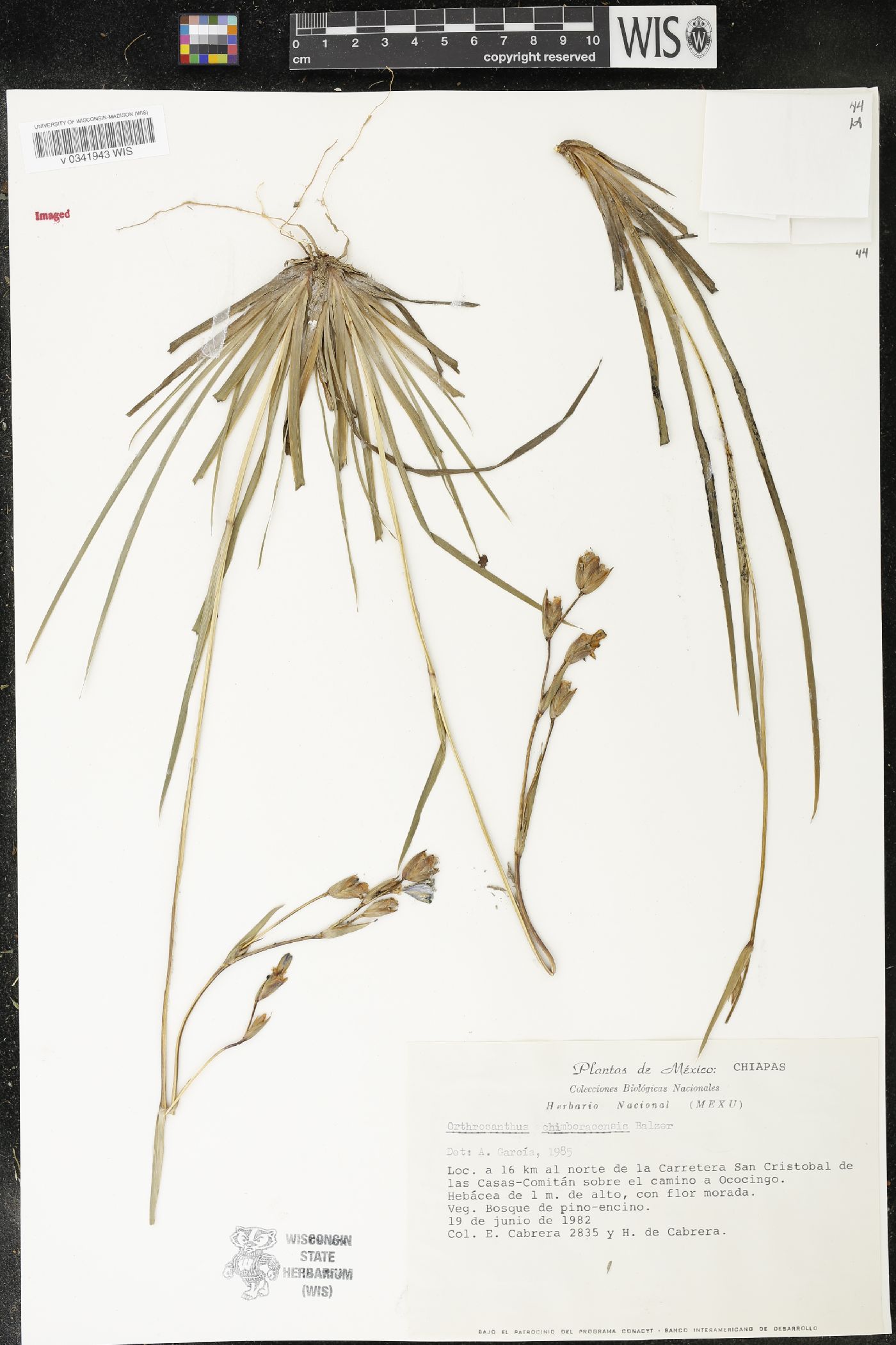 Orthrosanthus monadelphus image