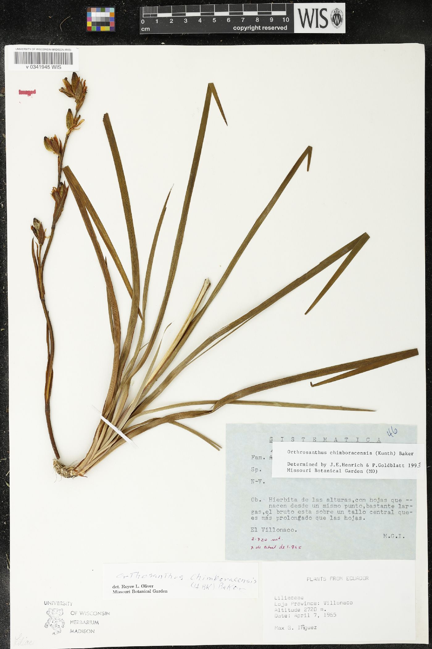 Orthrosanthus monadelphus image