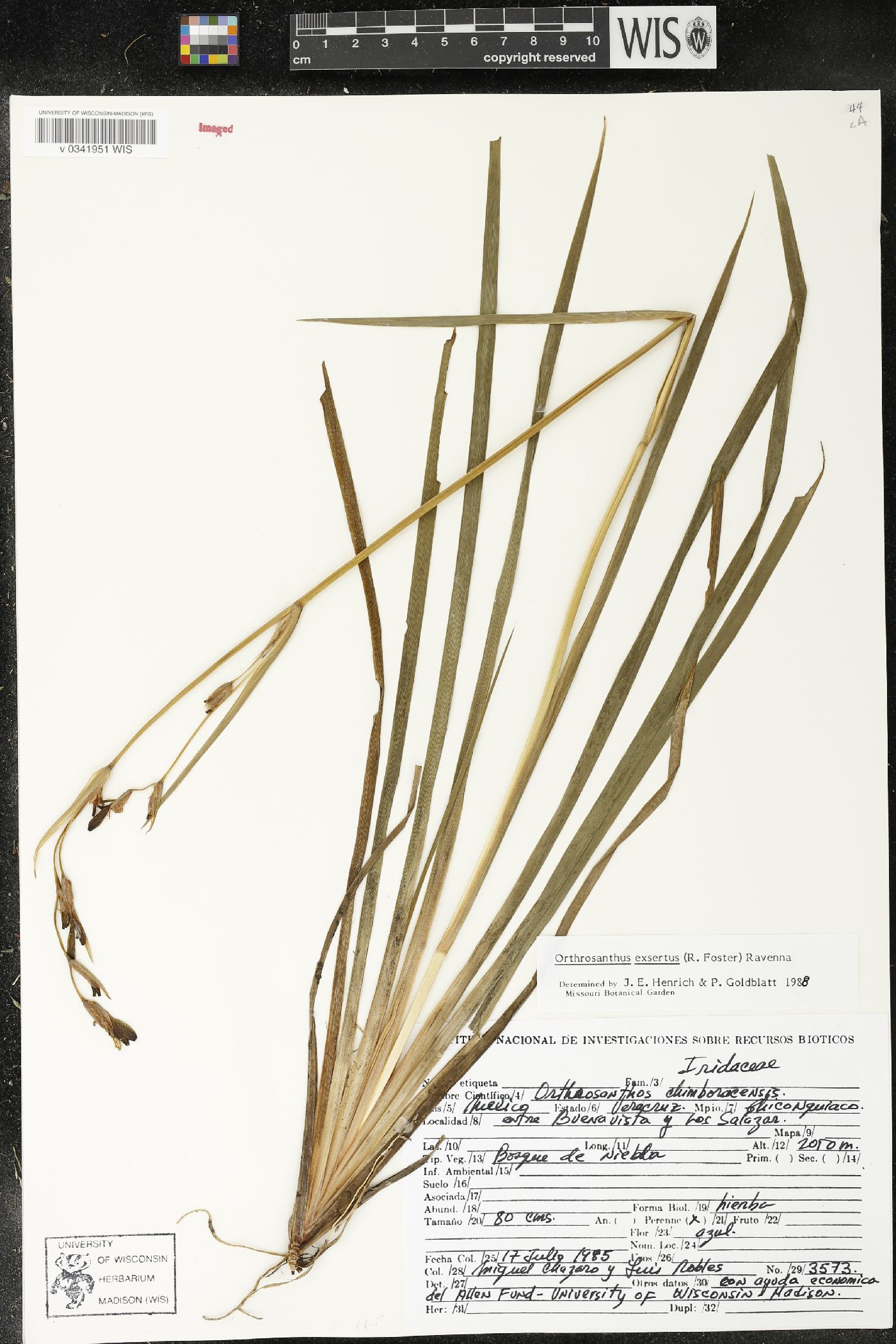 Orthrosanthus image
