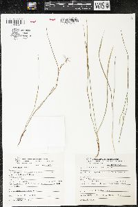 Nemastylis tenuis image