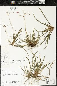Libertia pulchella image