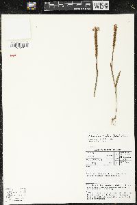 Micranthus tubulosus image