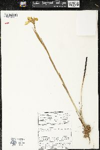 Moraea spathulata image