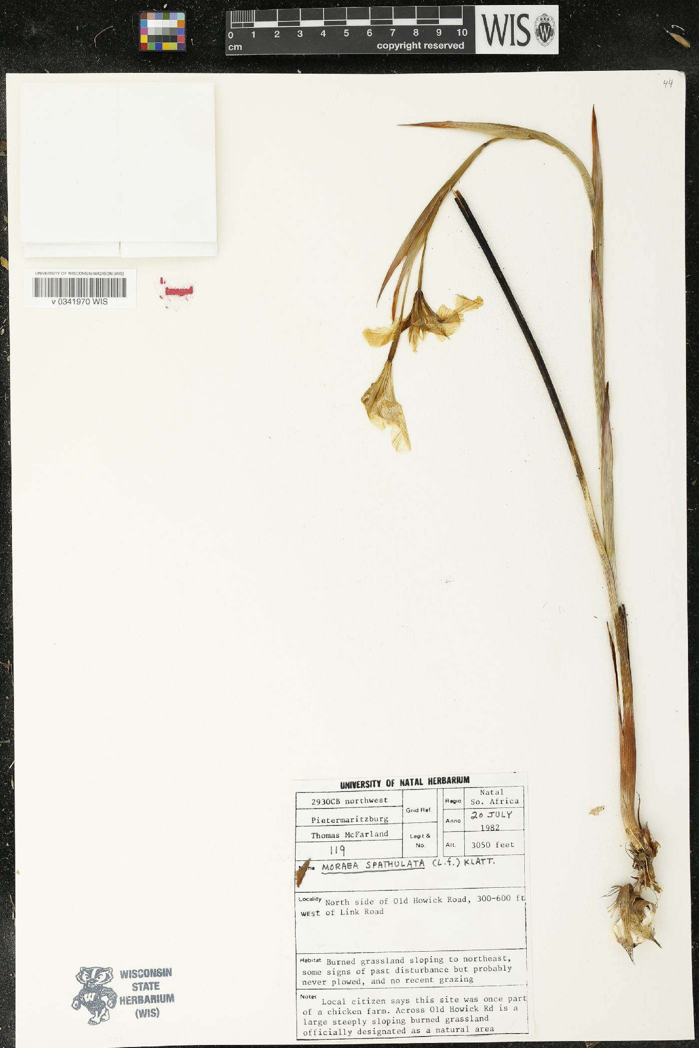 Moraea spathulata image