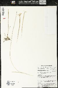Moraea thomsonii image