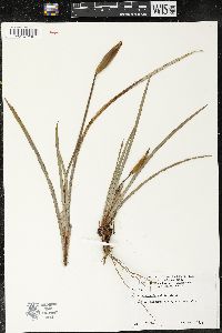 Patersonia occidentalis image