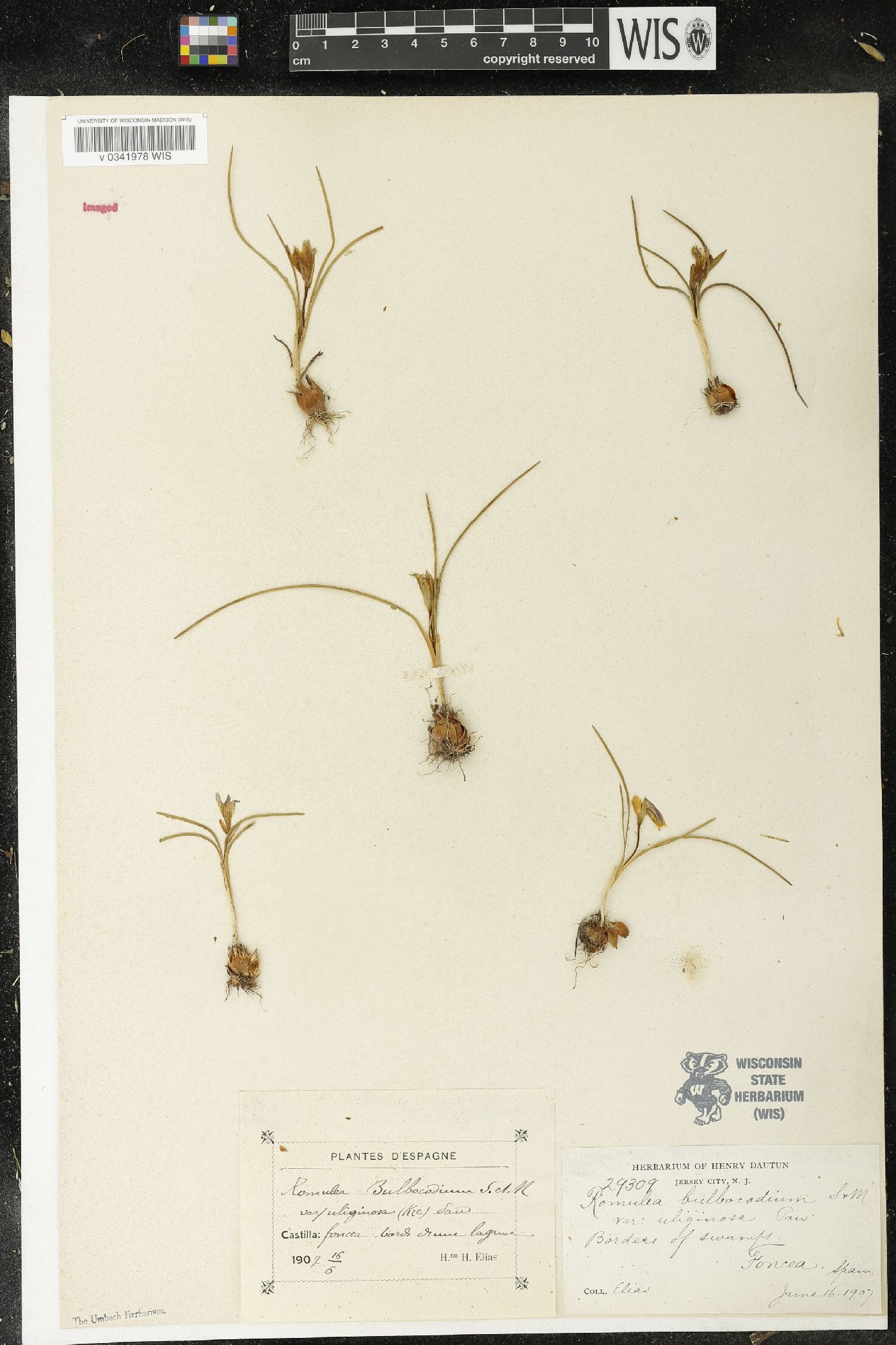Romulea bulbocodium image