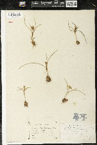 Romulea bulbocodium image