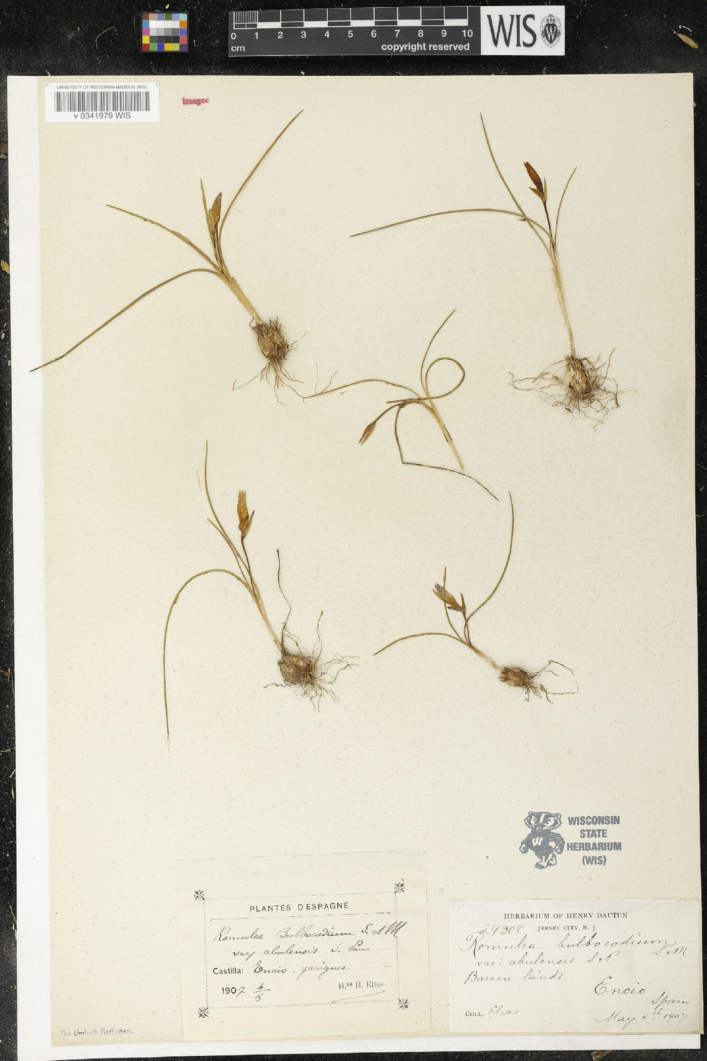 Romulea bulbocodium image