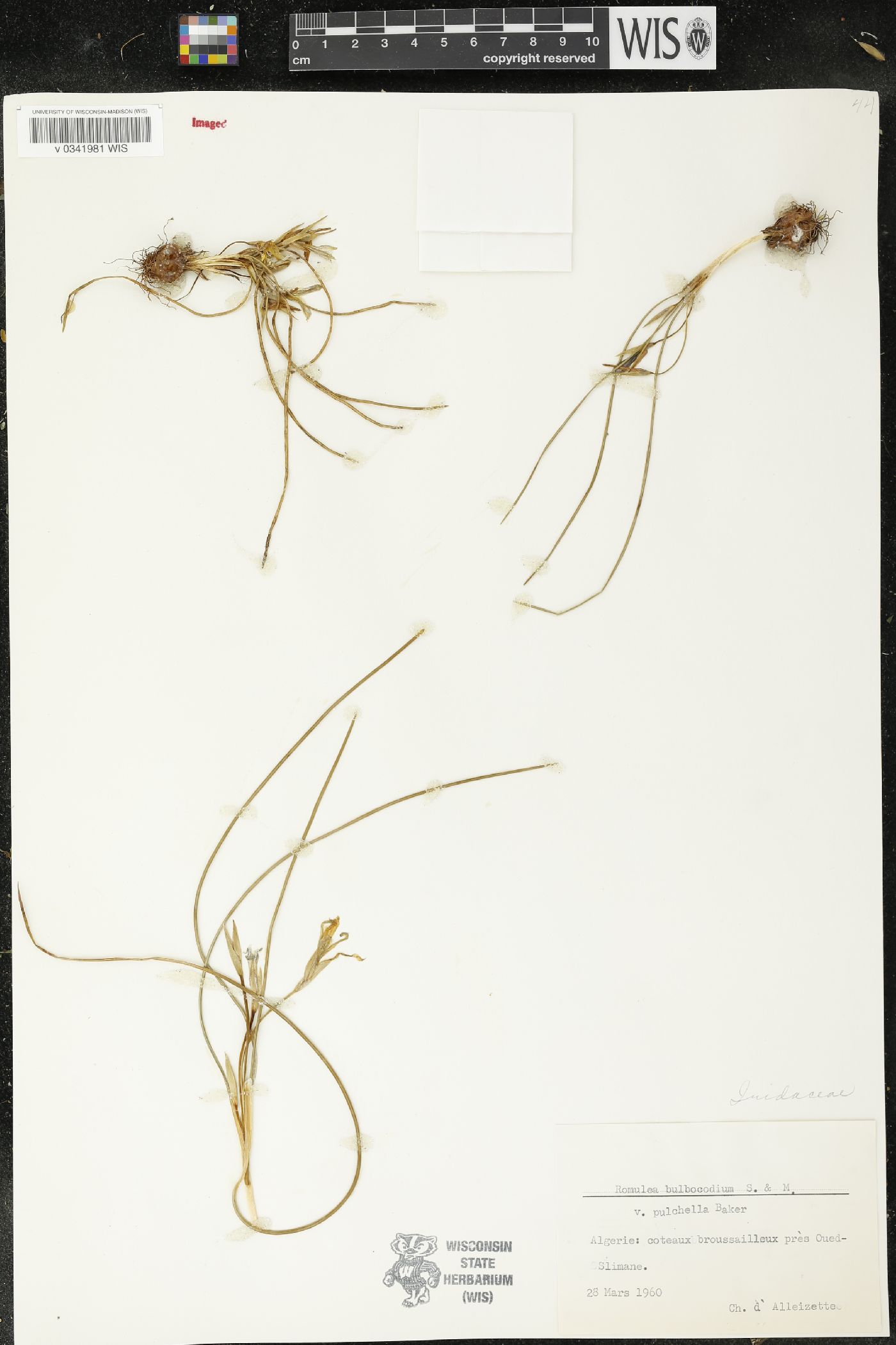 Romulea bulbocodium image