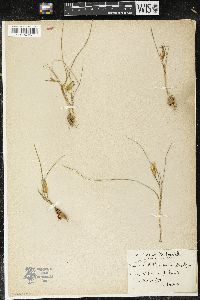 Romulea bulbocodium image