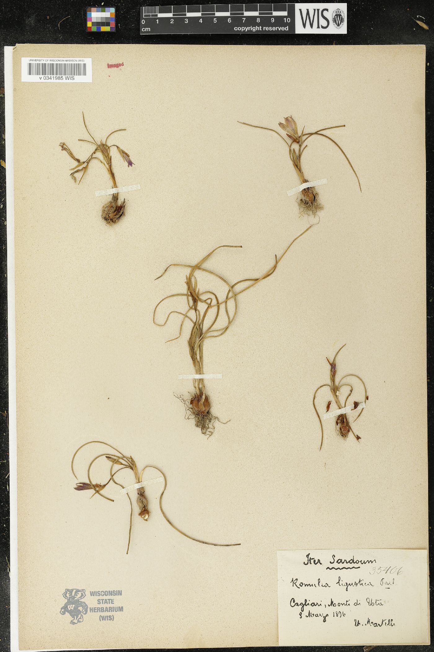 Romulea ligustica image