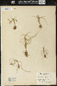 Media resource of Romulea ligustica