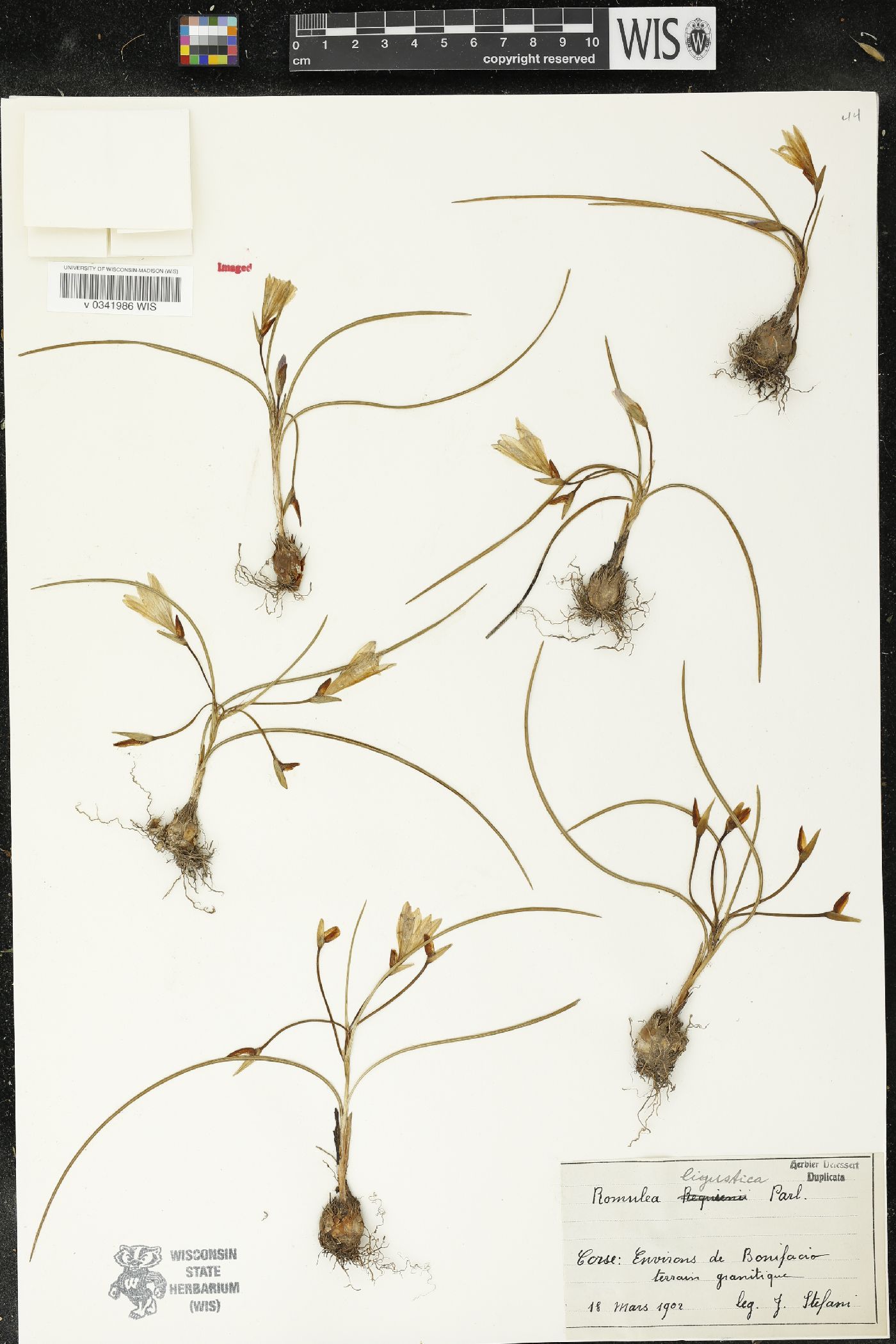 Romulea ligustica image
