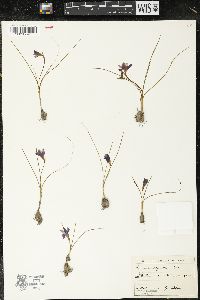 Romulea requienii image