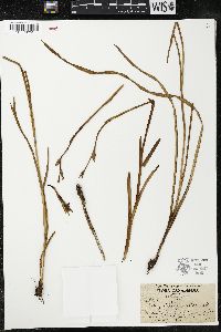 Hesperantha coccinea image
