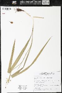 Sessilanthera latifolia image