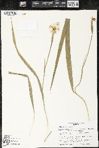 Sessilanthera latifolia image