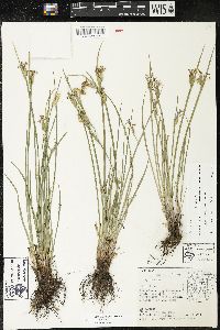 Sisyrinchium albidum image