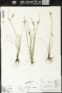 Sisyrinchium albidum image